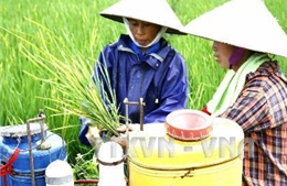 Hướng dẫn nông dân phòng trừ sâu bệnh hại lúa
